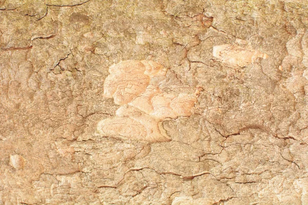 Detailní Stromové Kůry Pozadí — Stock fotografie