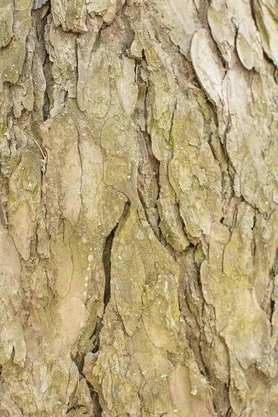 Detailní Stromové Kůry Pozadí — Stock fotografie