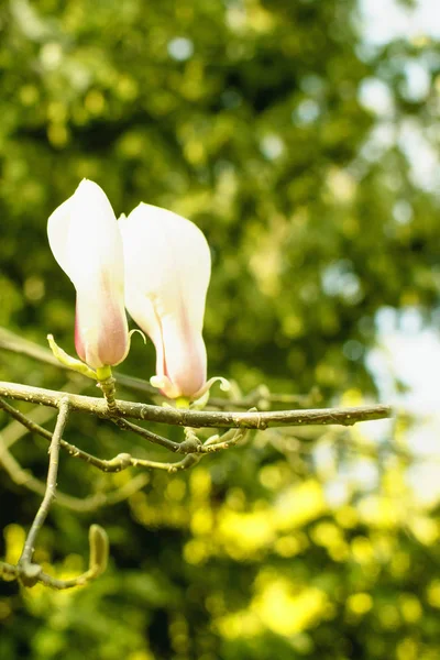 Весняний Сад Цвітіння Магнолії — стокове фото