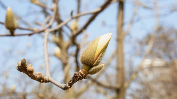 Spring Garden Blooming Magnolia — Stock Photo, Image