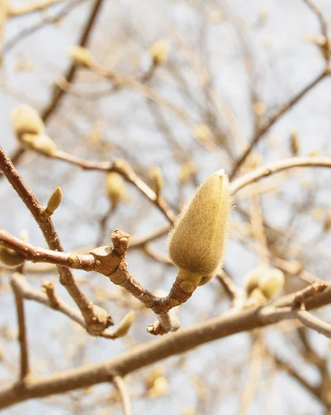Tavaszi Garden Virágzó Magnolia — Stock Fotó
