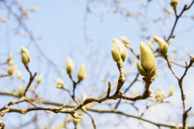 Bahar Bahçesi Çiçeklenme Manolya
