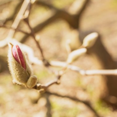 Bahar Bahçesi Çiçeklenme Manolya