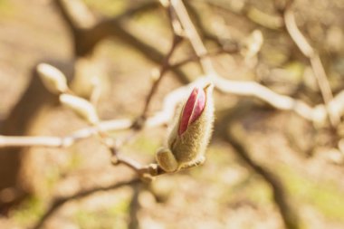 Bahar Bahçesi Çiçeklenme Manolya