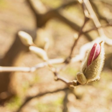 Bahar Bahçesi Çiçeklenme Manolya