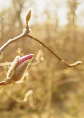 Bahar Bahçesi Çiçeklenme Manolya