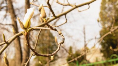 Bahar Bahçesi Çiçeklenme Manolya