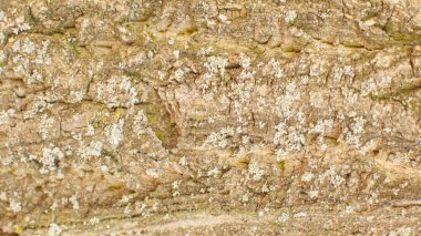 Closeup ağaç kabuğu arka plan