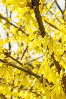 Sarı çiçekli güzel ağaç.