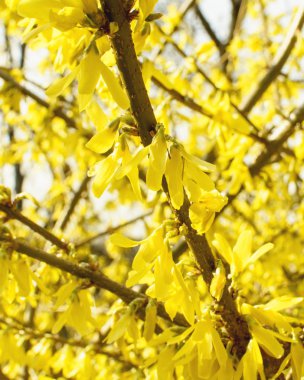 Sarı çiçekli güzel ağaç.