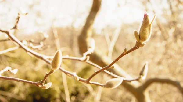 Lente Tuin Bloeiende Magnolia — Stockfoto