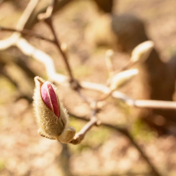 Lente Tuin Bloeiende Magnolia — Stockfoto