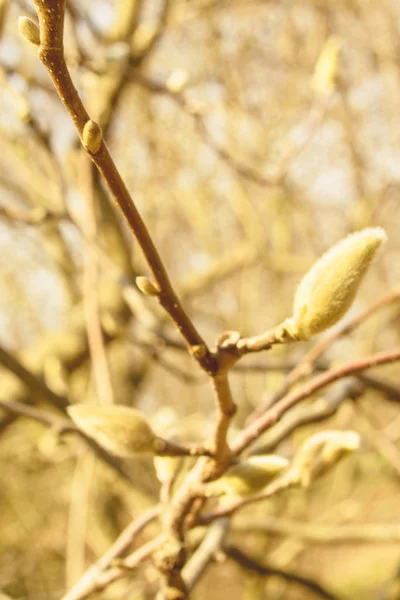 Lente Tuin Bloeiende Magnolia — Stockfoto