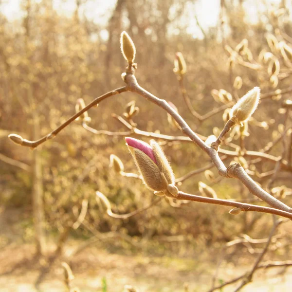 Lente Tuin Bloeiende Magnolia — Stockfoto