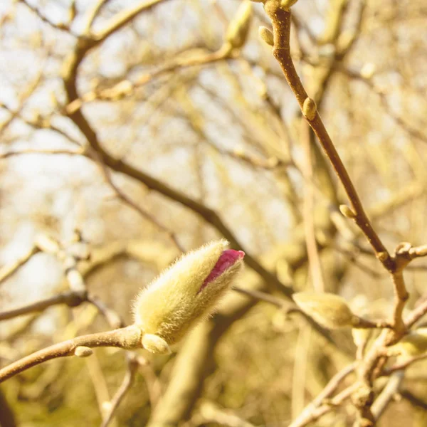 Lente Tuin Bloeiende Magnolia — Stockfoto