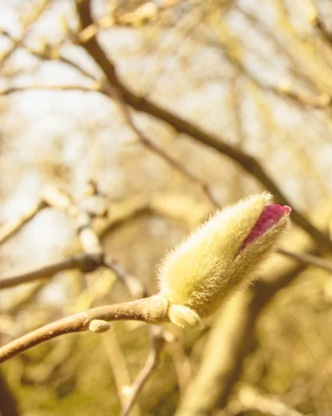 Lente Tuin Bloeiende Magnolia — Stockfoto