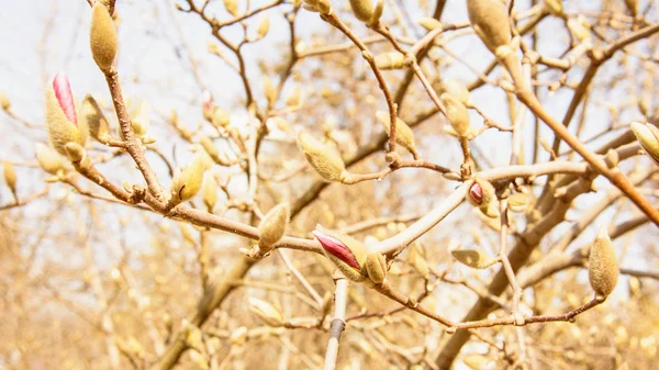 Lente Tuin Bloeiende Magnolia — Stockfoto