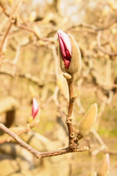 Jardín Primavera Floreciendo Magnolia —  Fotos de Stock