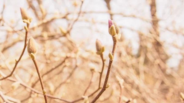 Lente Tuin Bloeiende Magnolia — Stockfoto