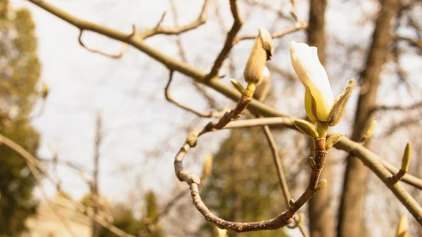 Lente Tuin Bloeiende Magnolia — Stockfoto