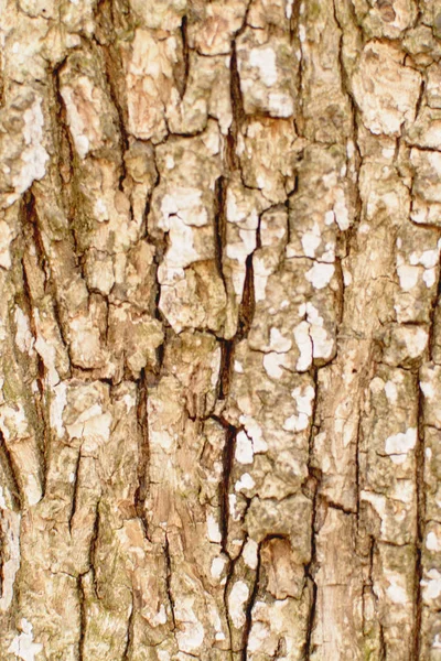 Closeup Tree Bark Background — Stock Photo, Image
