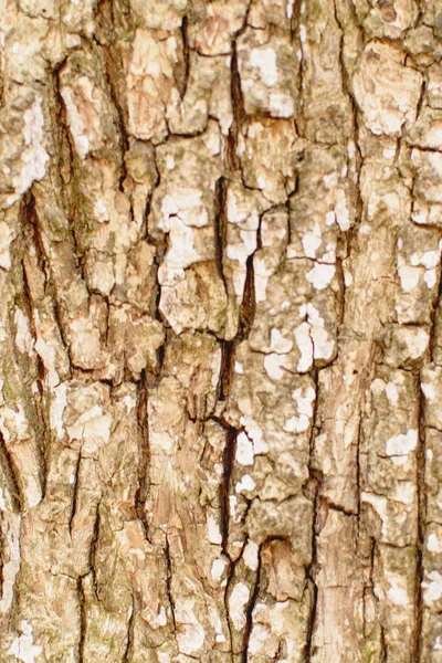 Fondo Corteza Árbol Primer Plano —  Fotos de Stock