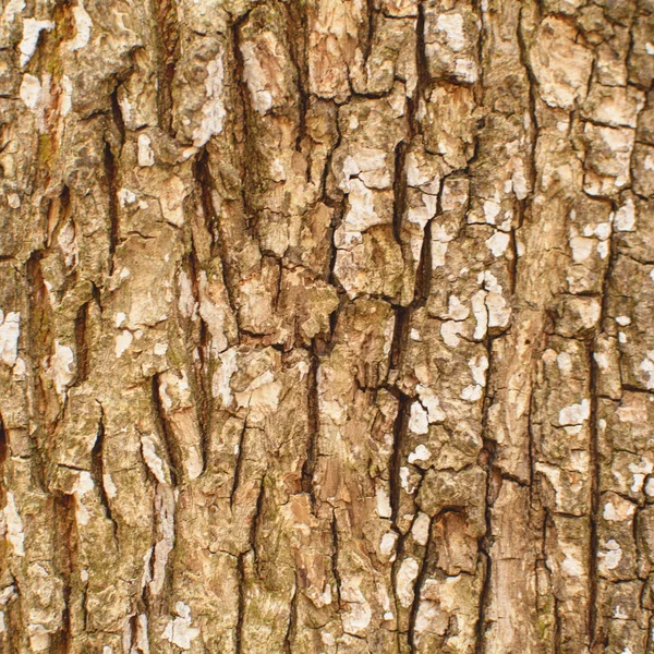 Tle Kory Drzewa Zbliżenie — Zdjęcie stockowe