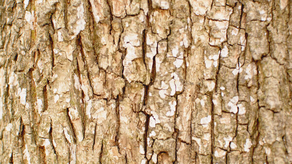 Closeup tree bark background