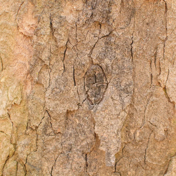 Closeup Árvore Casca Fundo — Fotografia de Stock