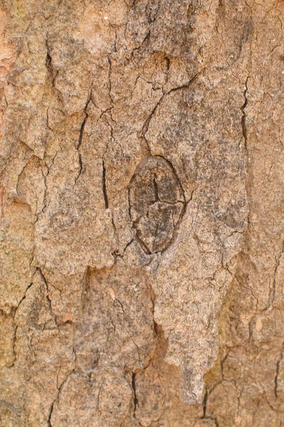 クローズ アップの木の樹皮の背景 — ストック写真