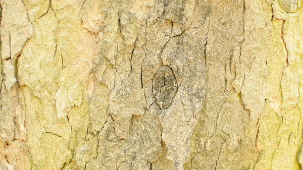 Closeup Tree Bark Background — Stock Photo, Image