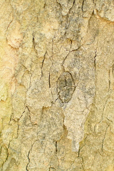 Closeup Tree Bark Background — Stock Photo, Image