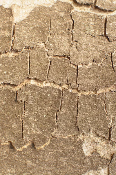 Primo Piano Albero Corteccia Sfondo — Foto Stock