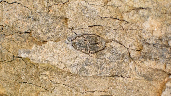 Closeup Tree Bark Background — Stock Photo, Image