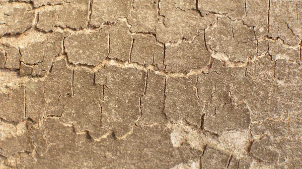 Primo Piano Albero Corteccia Sfondo — Foto Stock