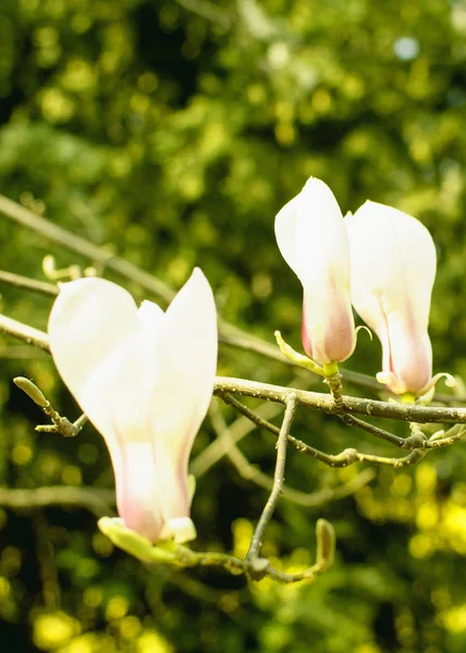 Spring Garden Blooming Magnolia — Stock Photo, Image