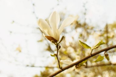İlkbaharda parkta çiçek açan manolya