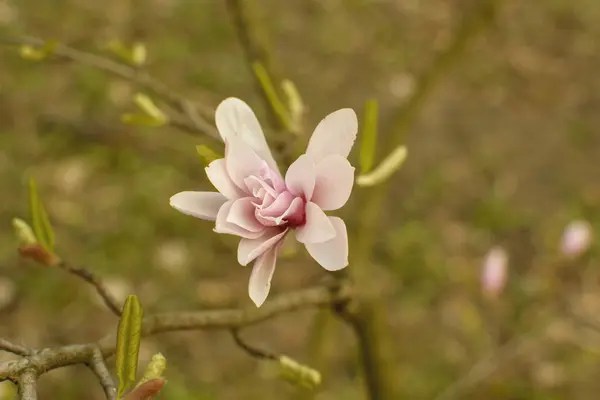 Blommande Magnolia Parken Våren — Stockfoto