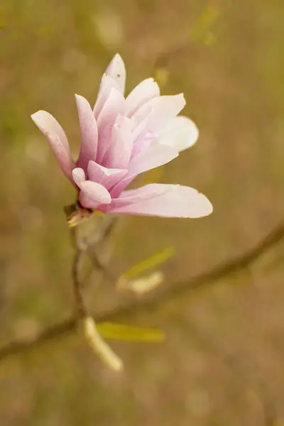 Magnolia Floreciente Parque Primavera —  Fotos de Stock