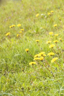 Yeşil bir çayırda sarı karahindibalar