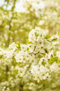 Beyaz çiçekli kiraz ağaçları