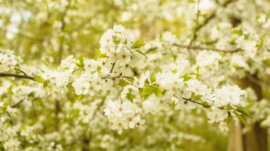 Beyaz çiçekli kiraz ağaçları