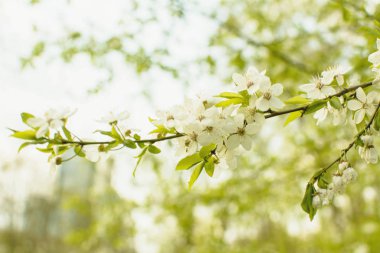 Beyaz çiçekli kiraz ağaçları