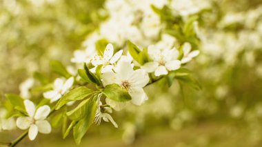 Beyaz çiçekli kiraz ağaçları