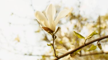 İlkbaharda parkta çiçek açan manolya