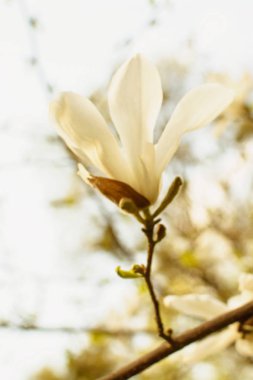 İlkbaharda parkta çiçek açan manolya