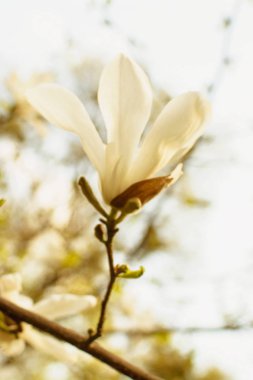 İlkbaharda parkta çiçek açan manolya