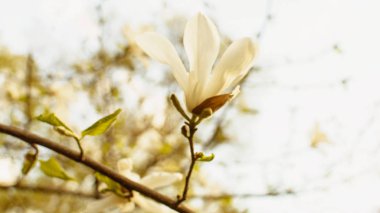 İlkbaharda parkta çiçek açan manolya