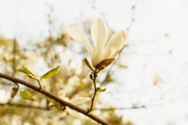 İlkbaharda parkta çiçek açan manolya