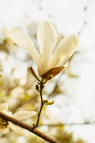 Blühende Magnolie Park Frühling — Stockfoto